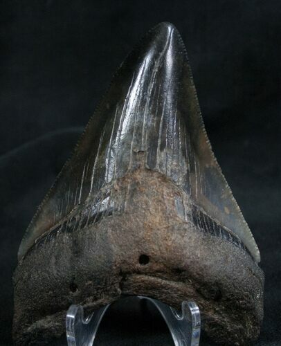 Megalodon Tooth - Black Enamel #7831